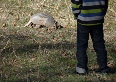 Armadillo at The Hunting Cabin in Oklahoma - Fish Farm Outfitters