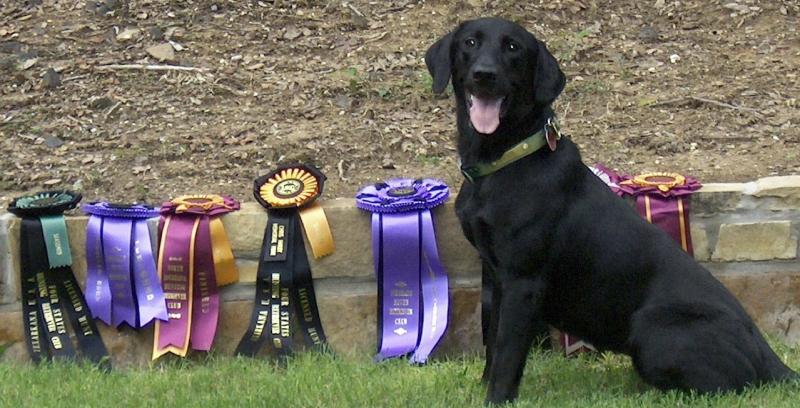 Black Labrador sitting proudly beside a row of colorful dog show award ribbons