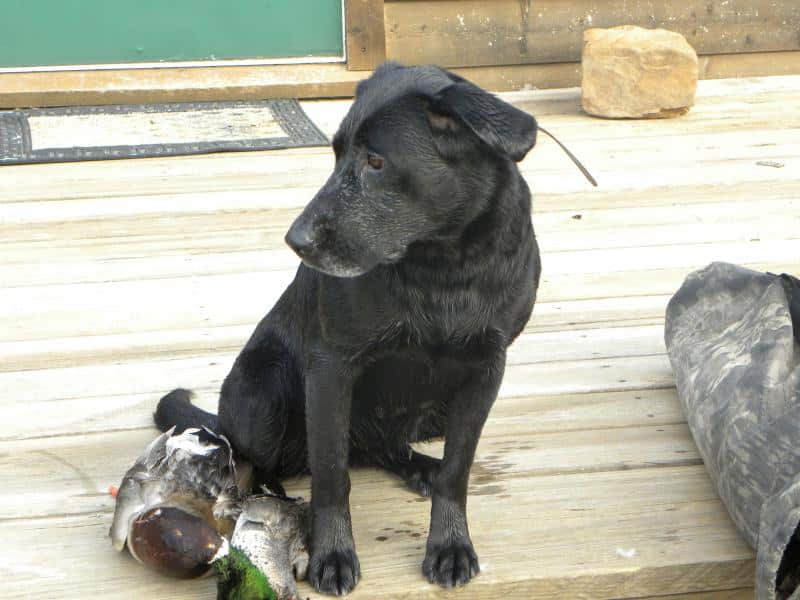 Black Labrador retriever sitting on a wooden deck beside a harvested duck after a hunt