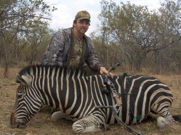 Hunter in camouflage kneeling behind a zebra with a compound bow during an African bowhunting safari