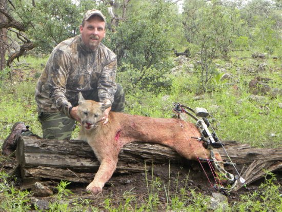 Hunter in camouflage kneeling beside a harvested mountain lion with a compound bow in a grassy woodland