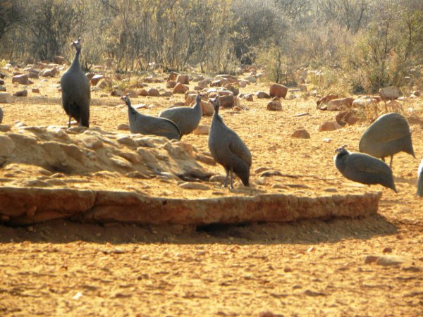 Flock of helmeted guinea fowl foraging among rocks on dry African savanna ground