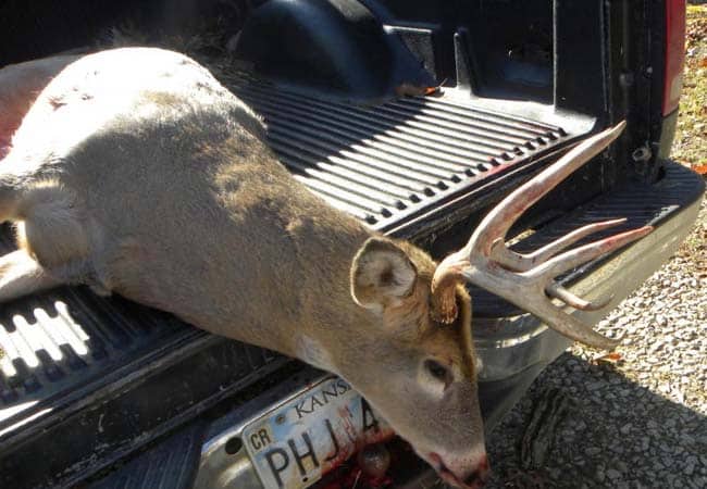 Whitetail buck with antlers lying in truck bed after a Kansas hunting trip
