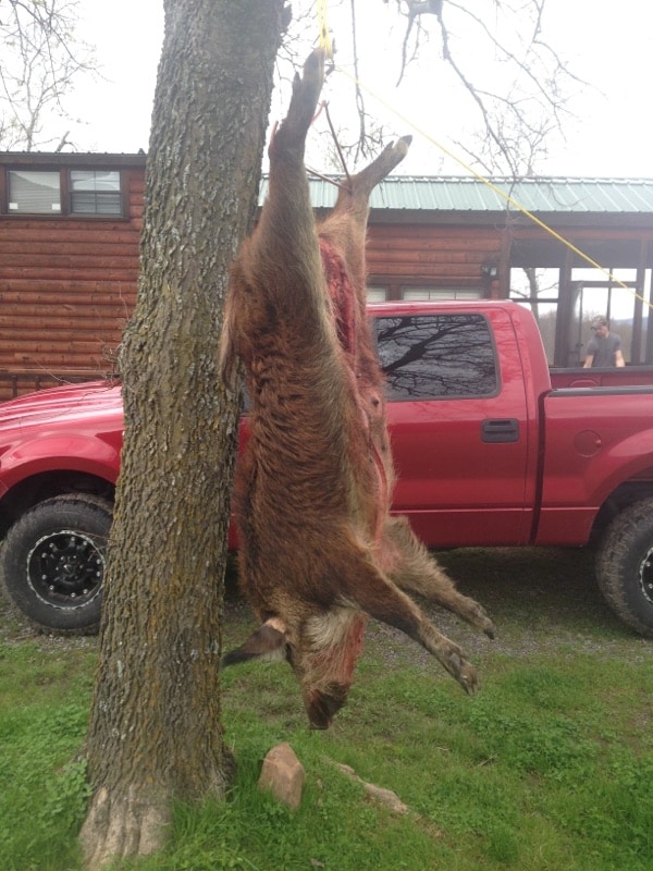 Hog Hanging from Tree after Wild Hog Hunt Trip in Oklahoma at Fish Farm Outfitters