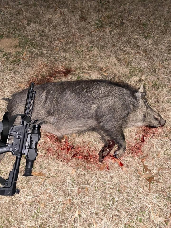 Huge Hog - Wild Boar Hunts OK - Hog with Rifle