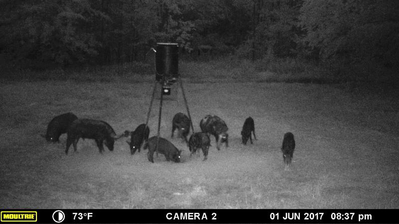 Disk Hogs Feeding - Hog Trail Cams - Oklahoma Boar Hunts