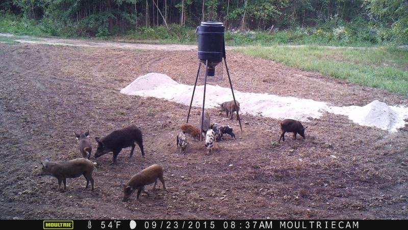 Hogs Feeding at the Feeder on Trail Cam - Oklahoma Boar Trip