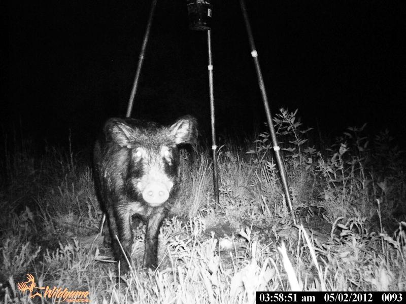 Smile Hog You're on Camera - Hog Trail Cam - Oklahoma hog hunt