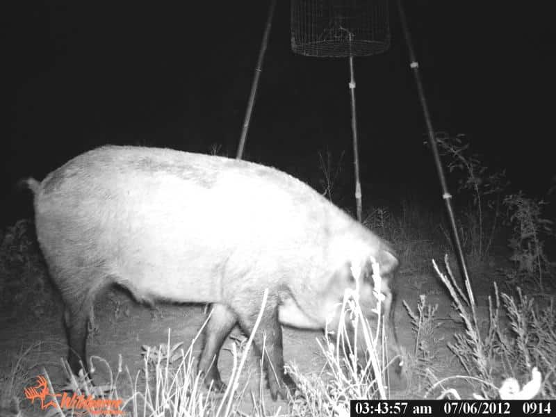 Hug Hog at the Feeder -Oklahoma Hunt Trips