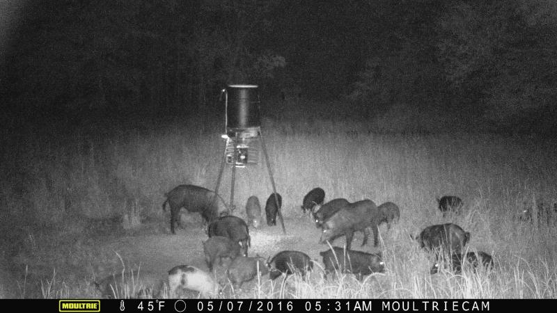 Hogs Around the Feeder - Awesome Hog Hunts at Fish Farm Outfitters