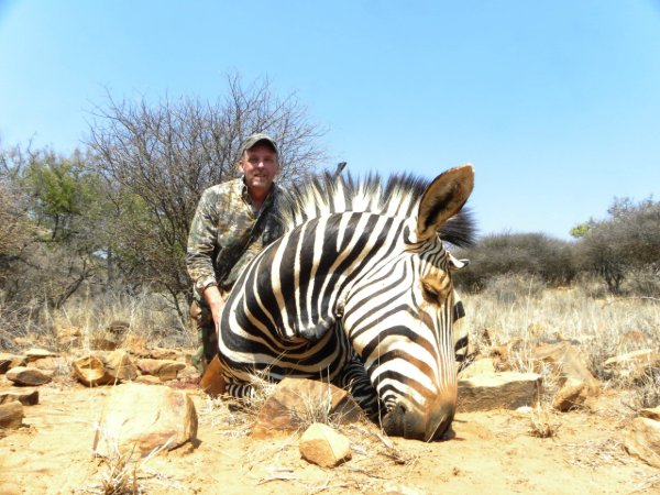 Successful Zebra Hunt in the African Bush